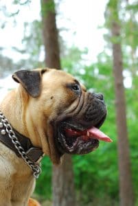 Bullmastiff