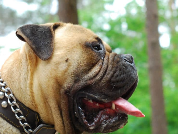 Bullmastiff