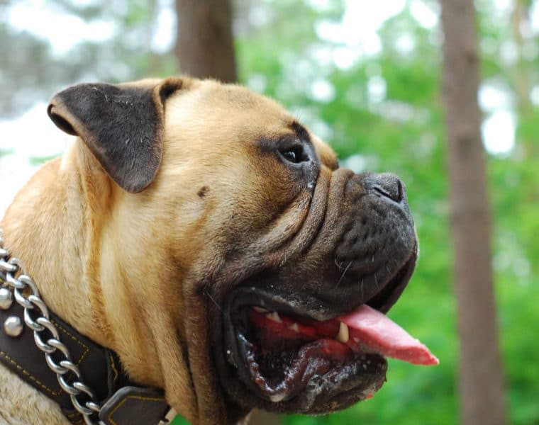 Bullmastiff