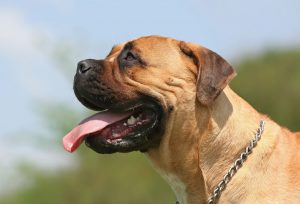 Bullmastiff