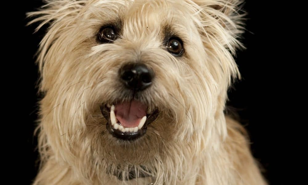 Cairn Terrier