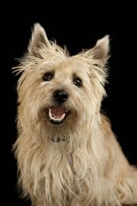 Cairn Terrier