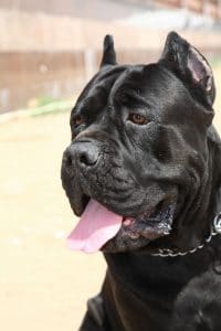 Cane Corso