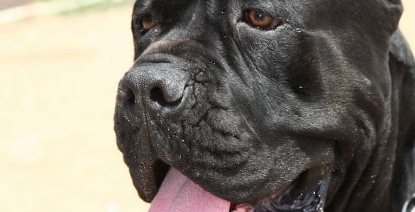 Cane Corso