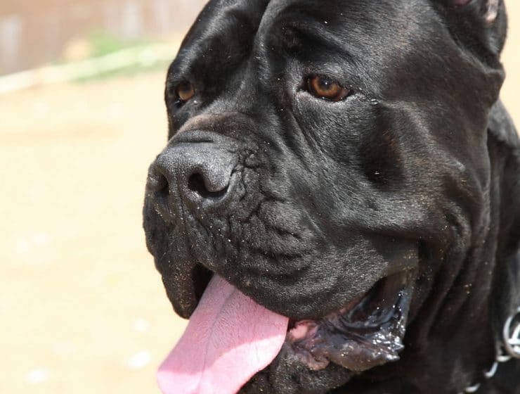 Cane Corso
