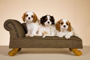 Cavalier King Charles Spaniel Portrait