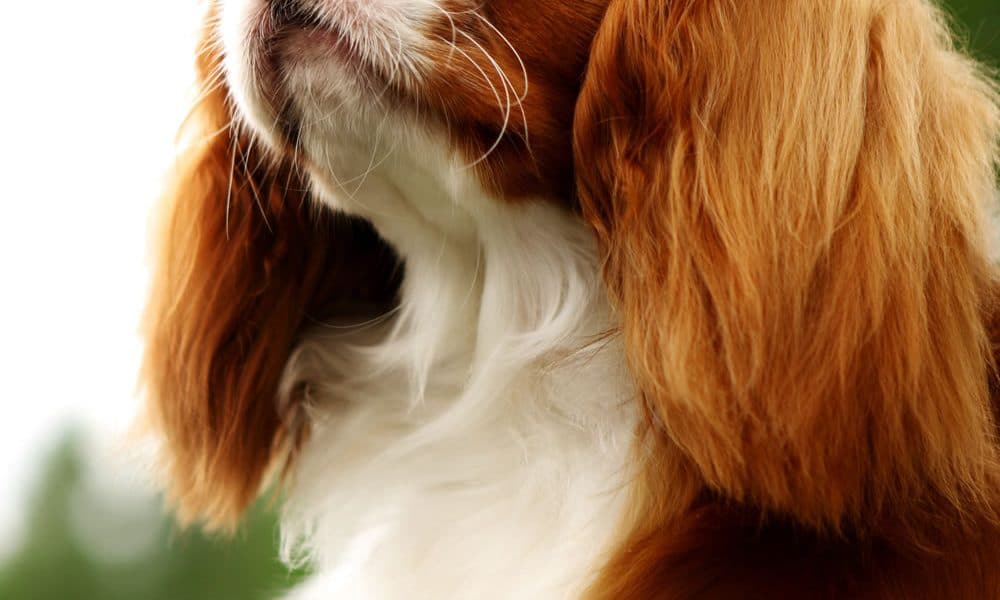 Cavalier King Charles Spaniel Portrait