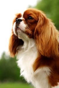 Cavalier King Charles Spaniel Portrait