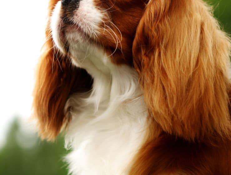 Cavalier King Charles Spaniel Portrait