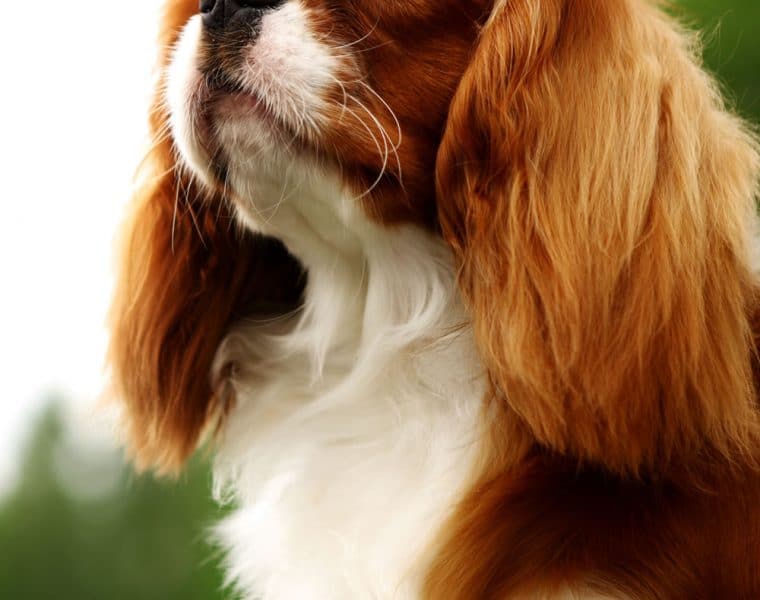 Cavalier King Charles Spaniel Portrait