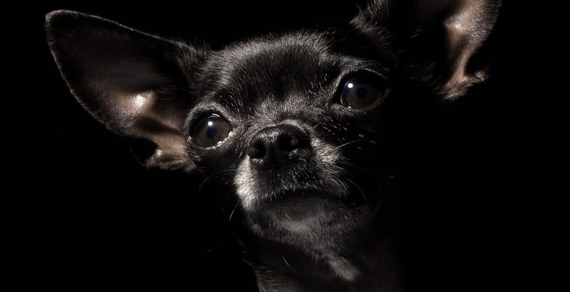 Chihuahua Portrait