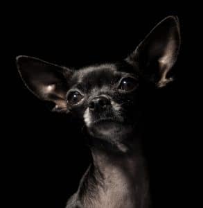 Chihuahua Portrait