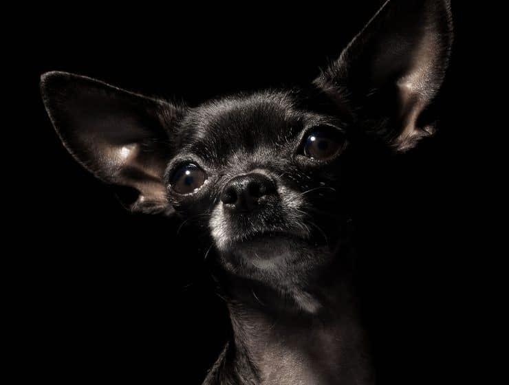 Chihuahua Portrait