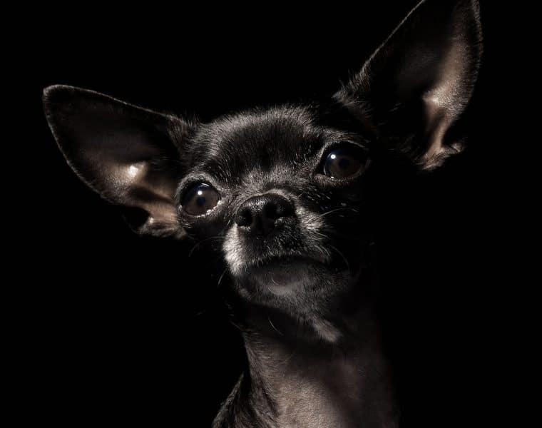 Chihuahua Portrait