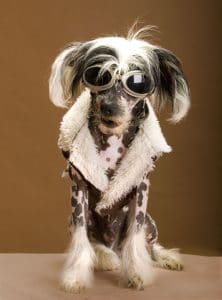 Chinese Crested Portrait