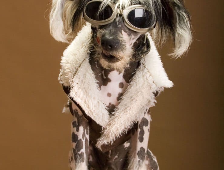 Chinese Crested Portrait