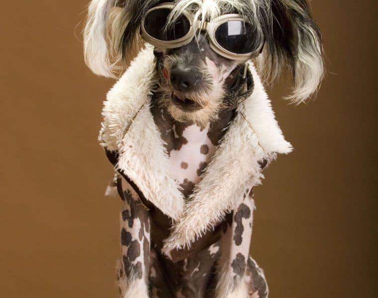 Chinese Crested Portrait