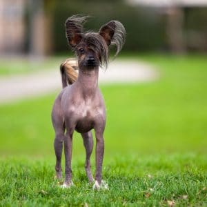 Chinese Crested Portrait