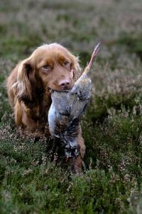 English Cocker Spaniel Portrait