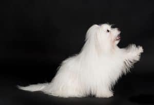 Coton De Tulear Portrait