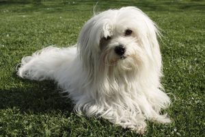 Coton de Tulear