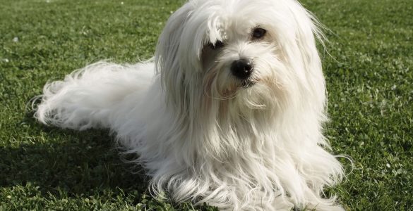 Coton de Tulear