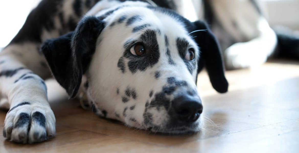 Dalmatian Portrait