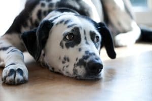 Dalmatian Portrait