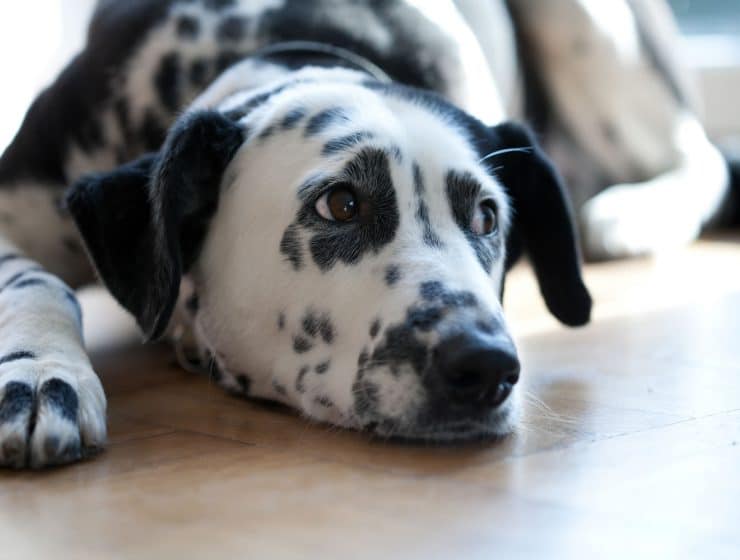 Dalmatian Portrait
