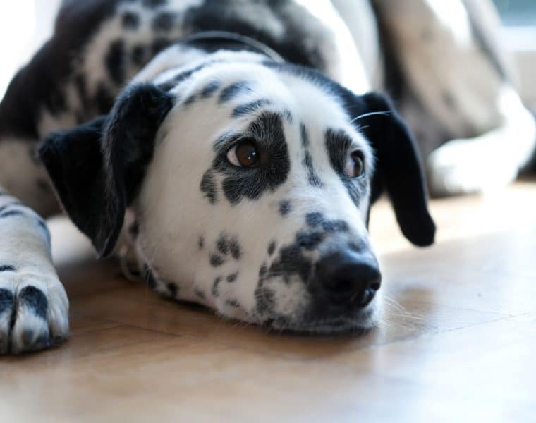 Dalmatian Portrait
