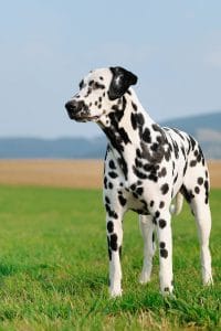 Dalmatian