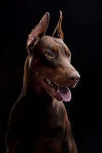 Doberman Portrait