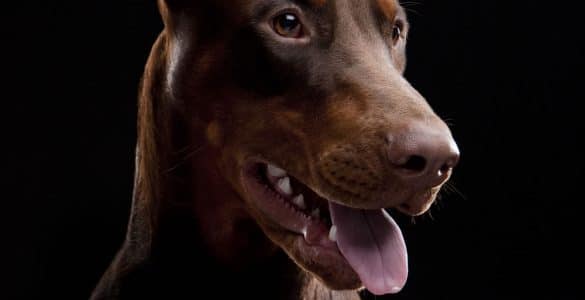 Doberman Portrait