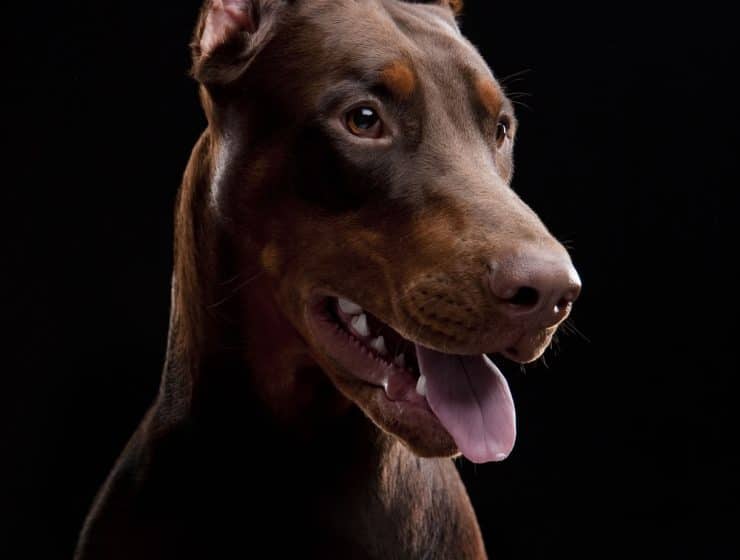 Doberman Portrait