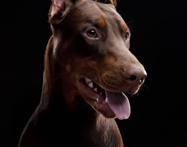 Doberman Portrait