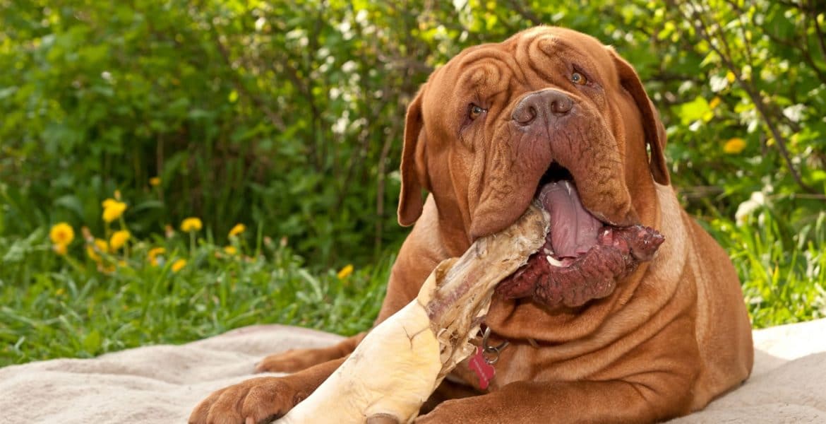 Dogue de Bordeaux