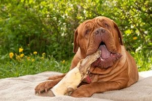 Dogue de Bordeaux