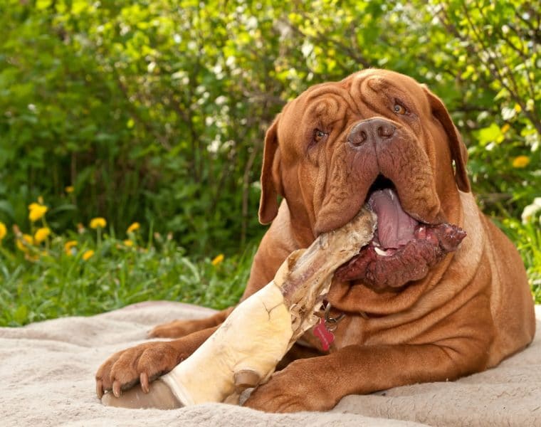 Dogue de Bordeaux