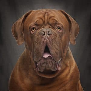 Dogue de Bordeaux