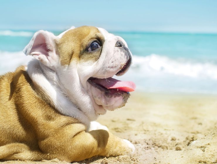 English Bulldog Portrait