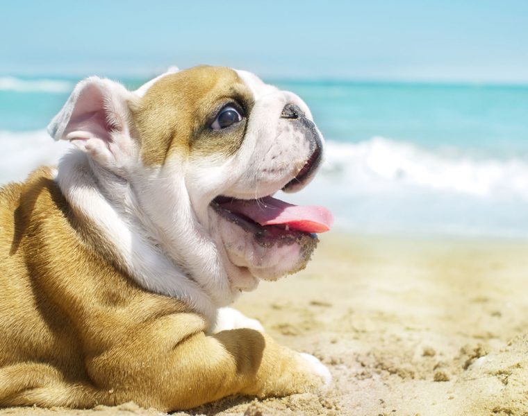 English Bulldog Portrait