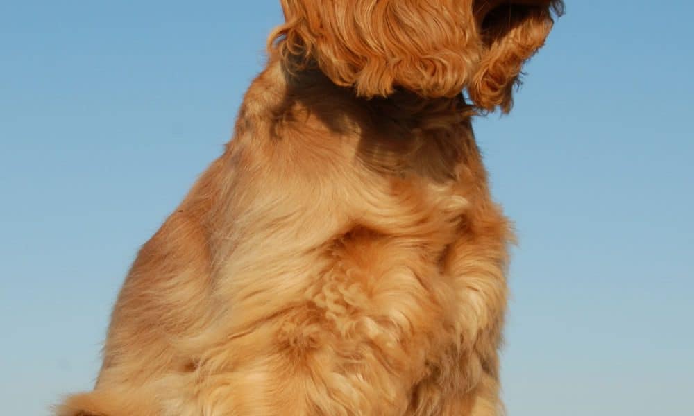 English Cocker Spaniel Portrait