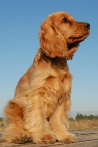 English Cocker Spaniel Portrait