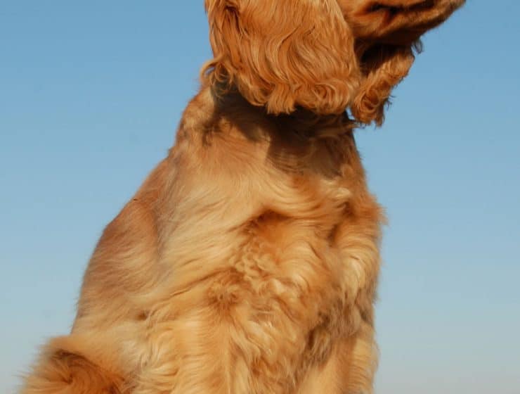 English Cocker Spaniel Portrait