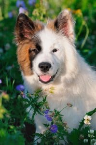 Eurasier Portrait