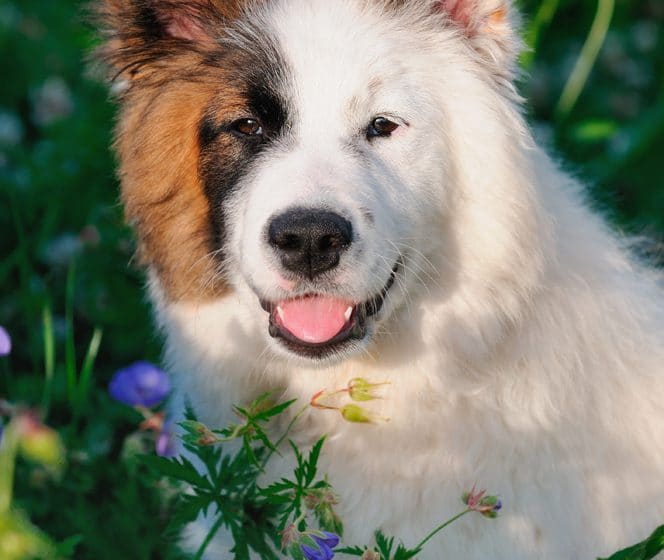 Eurasier Portrait