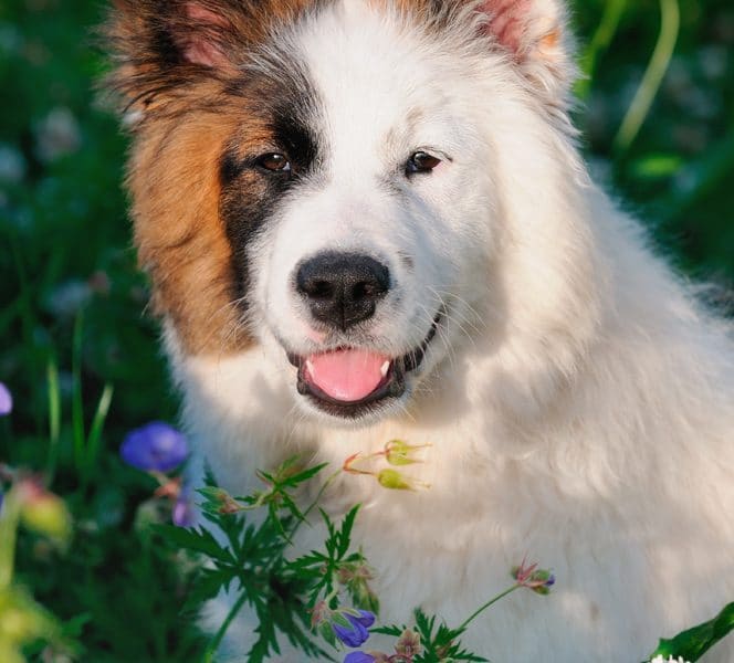 Eurasier Portrait