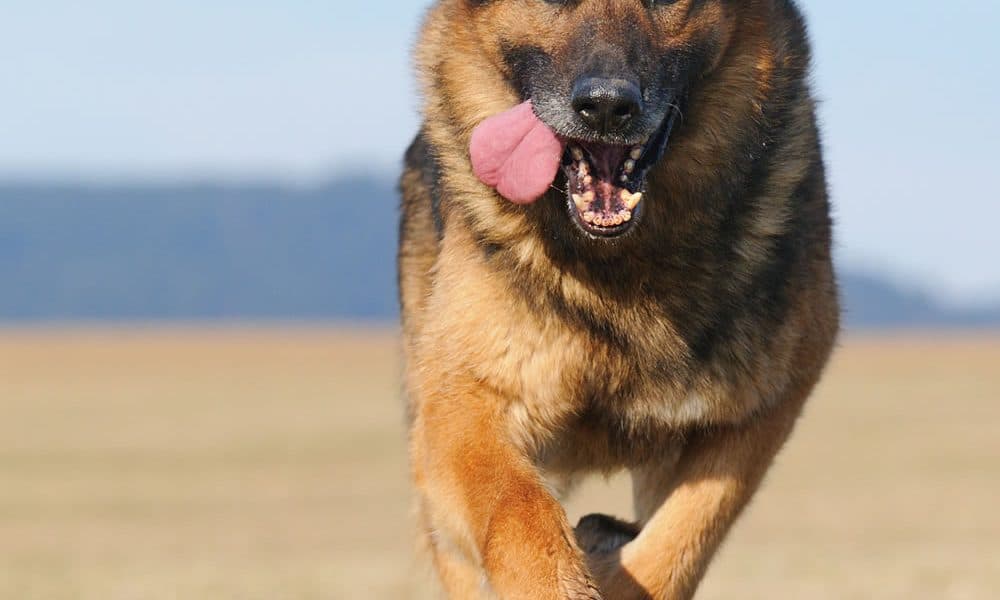 German Shepherd Portrait