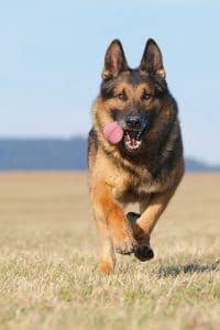 German Shepherd Portrait