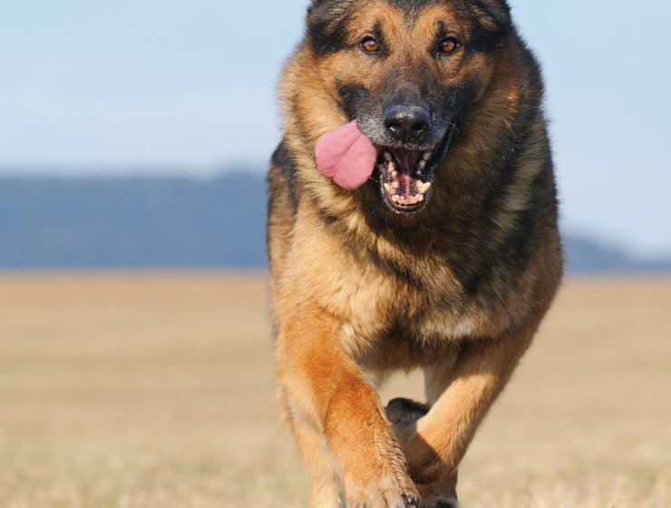 German Shepherd Portrait